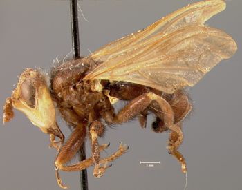 Media type: image;   Entomology 13550 Aspect: habitus lateral view